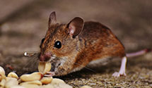 24 Hour & Emergency Exterminators in Clinton, AR